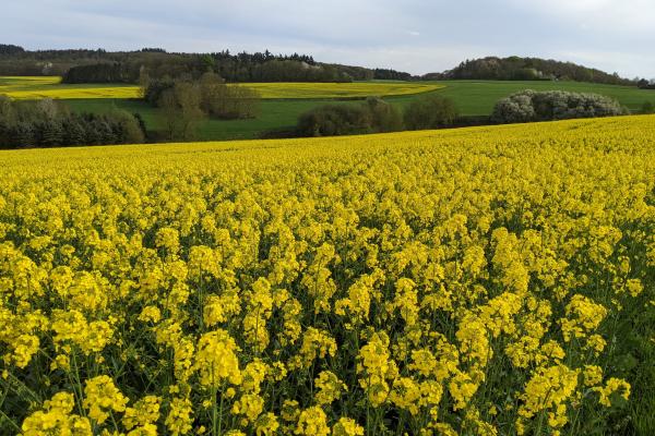 Rapeseed flowering in west Germany in May 2025